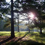 Sun through trees