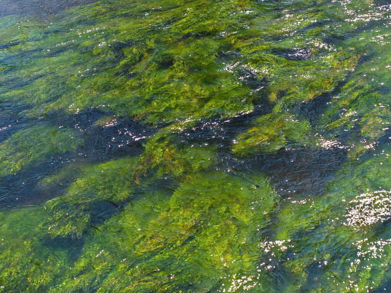 Algae Texture by konishkichen on DeviantArt