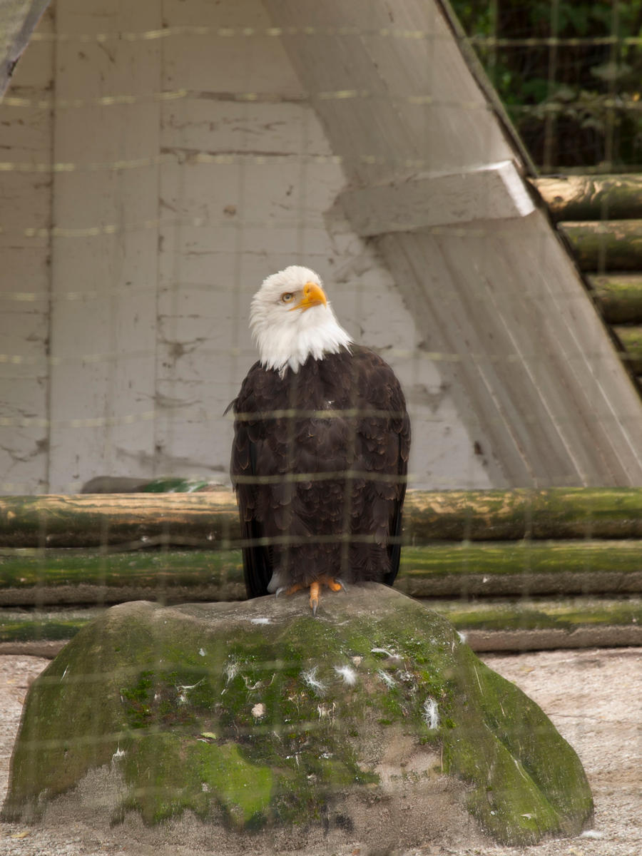 Bald Eagle II