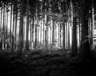 Wald Leutstetten