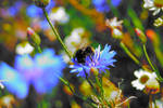 Flight of the Bumblebee by Pandeia