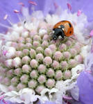 Ladybug on a flower by black-camera