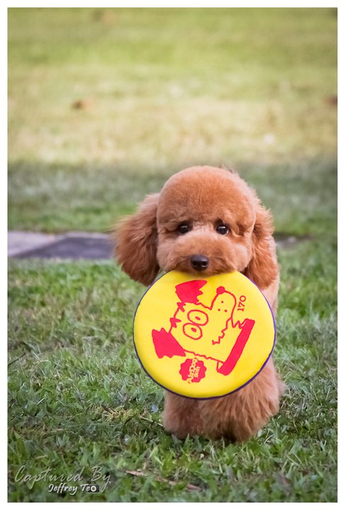 Poodle vs Frisbee : Conclusion