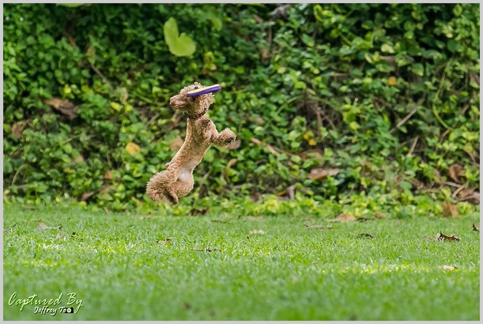 Crazy for Frisbee