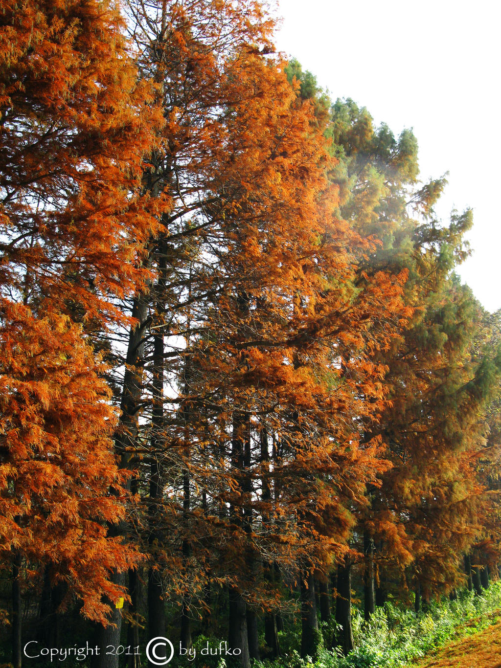 autumn forest