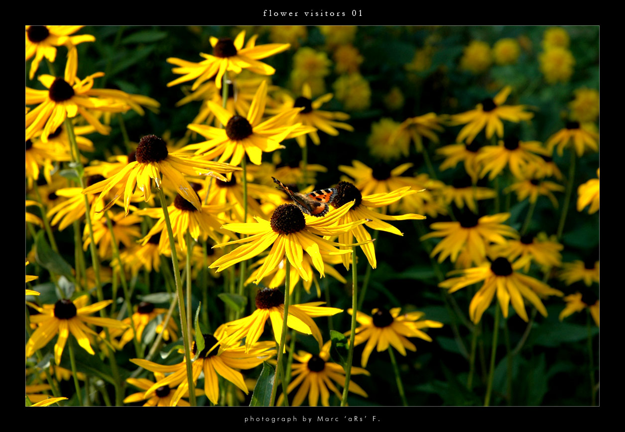 _flower visitors 01