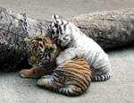 Playful Tigers by fenrii