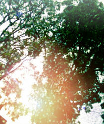 Sunlight Tree