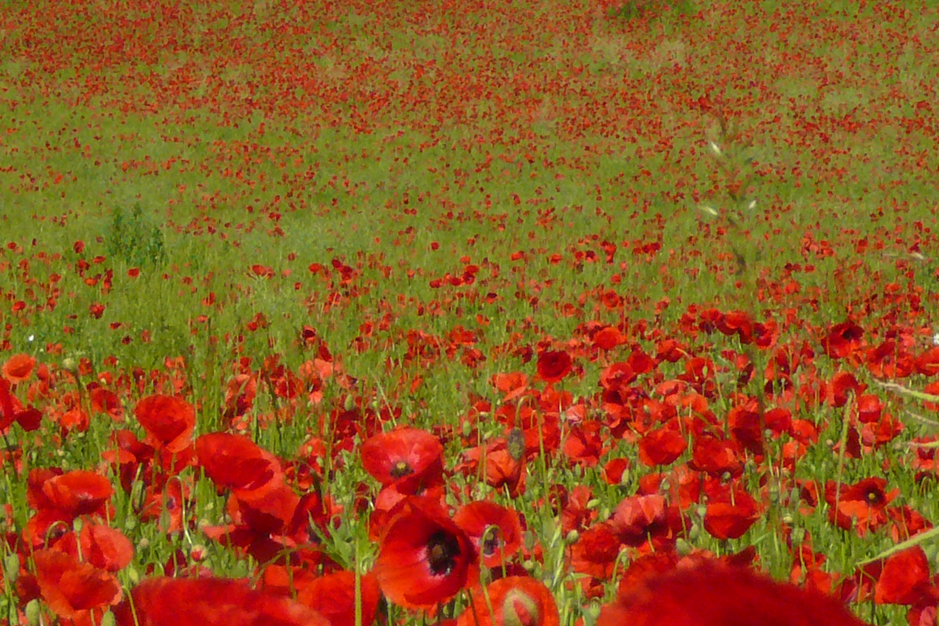 More Poppies