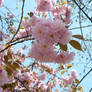 Pink Blossoms