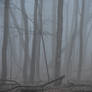 Foggy Morning Woods