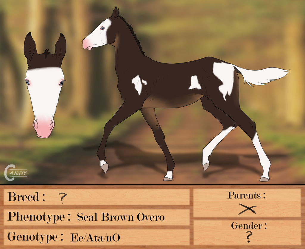 Free Foal design for Equi-Bear 2 by BonBonBerry on DeviantArt