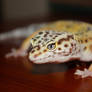 Leopard Gecko 2