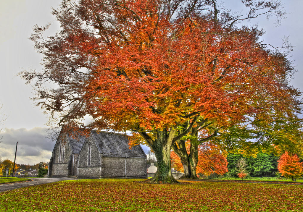 Autumn Tree