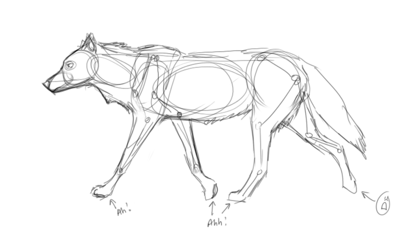 Help Me Draw Wolves plz