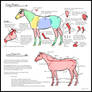 Horses as Shapes