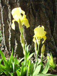 Neighbor's Irises