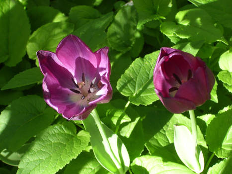 Neighbor's Tulips