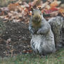 confused squirrel