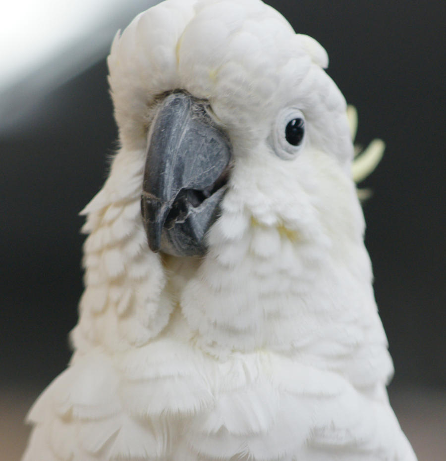 Cockatoo- Basil headshot1
