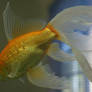 goldfish or  mermaid tail 3