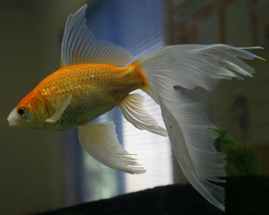 gold fish or mermaid tail 19