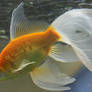 gold fish or mermaid tail