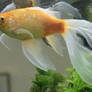 gold fish or mermaid tail 30