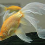 gold fish or mermaid tail 32