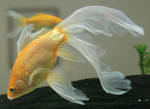 gold fish or mermaid tail 32