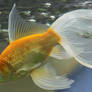 gold fish or mermaid tail 34