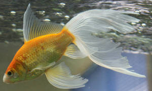 gold fish or mermaid tail 34