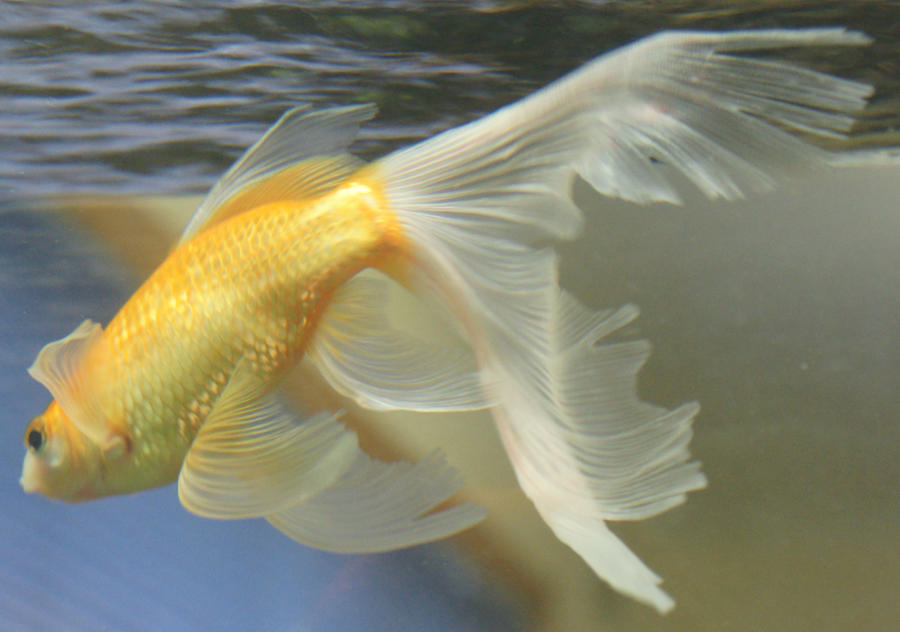 gold fish or mermaid tail 34