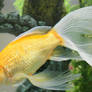 gold fish or mermaid 35