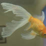 goldfish mermaid tail 40