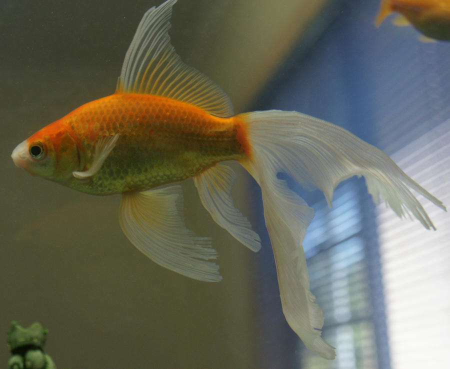 gold fish or mermaide tail 46