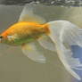gold fish mermaide tail 48