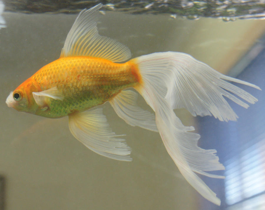 gold fish mermaide tail 48