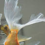 gold fish mermaid tail 49