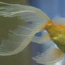 goldfish mermaid tail 52