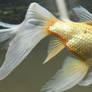 gold fish mermaid tail 53