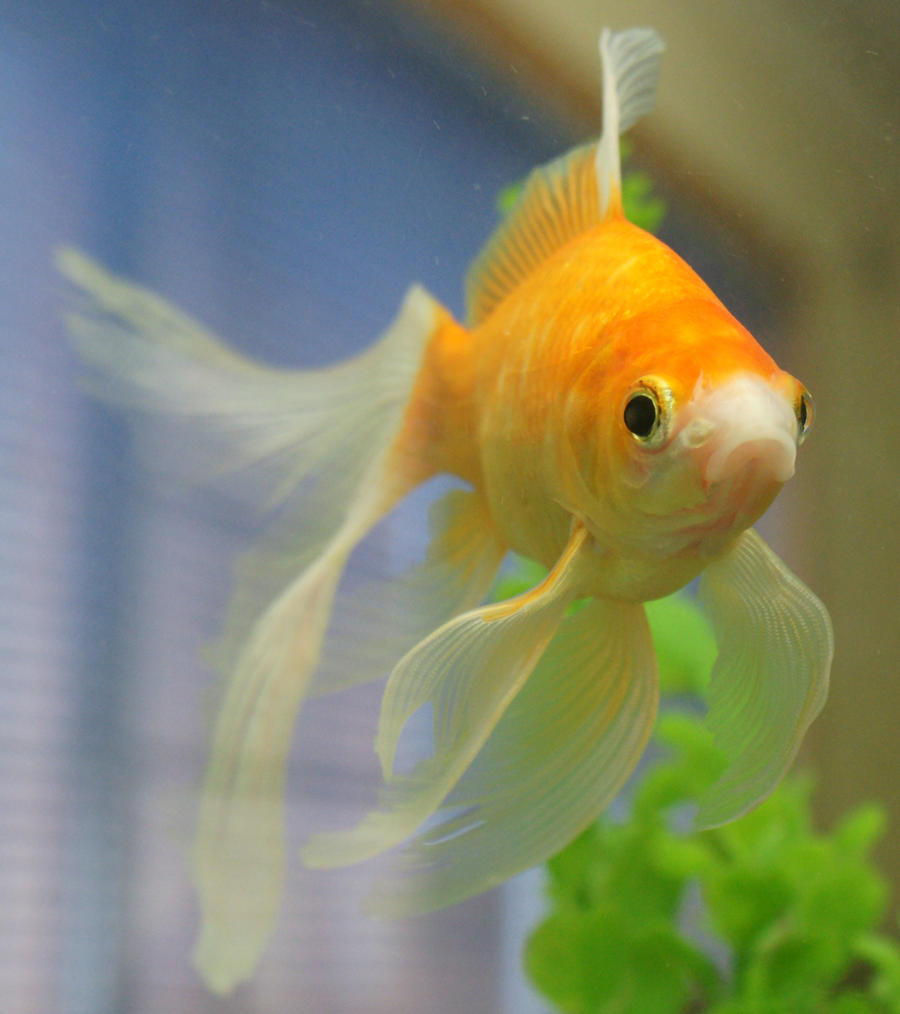 gold fish mermaid tail 57