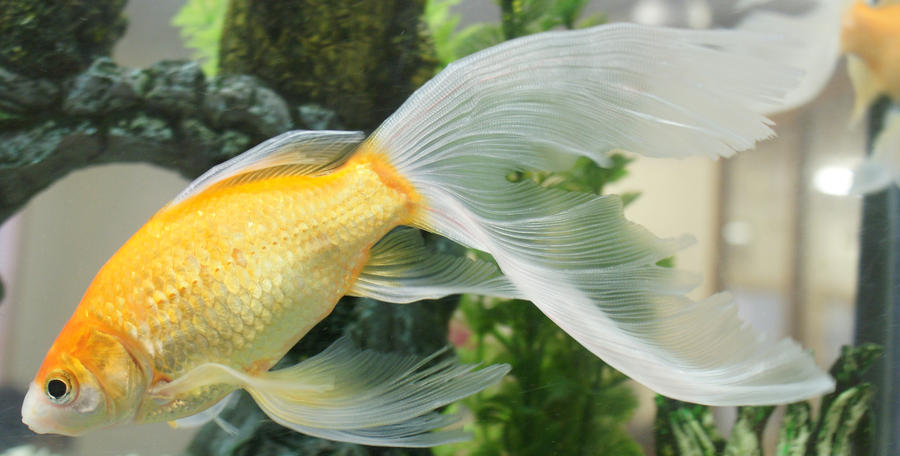 gold fish mermaid tail 61