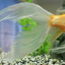 goldfish mermaid tail 62