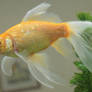 goldfish mermaid tail 68