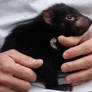Tasmanian Devil.. Baby STOCK