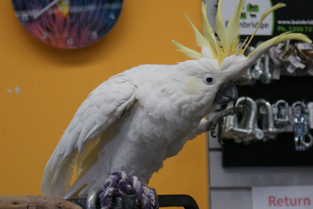 Basil The Cockatoo 4 larger file STOCK