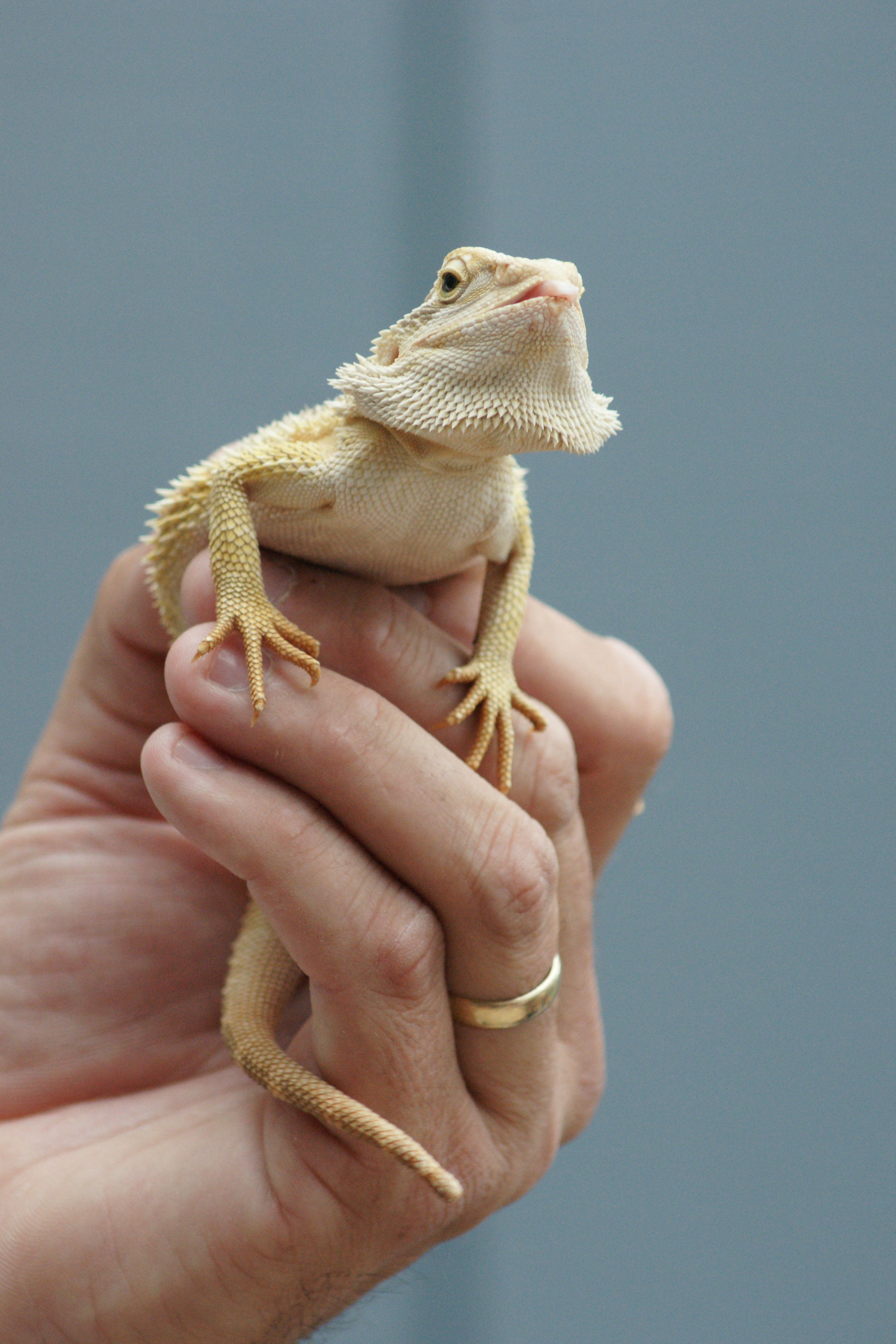 BEARDED DRAGON 8 LARGER FILE STOCK