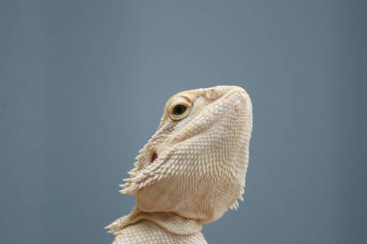 BEARDED DRAGON 1 LARGER FILE STOCK