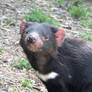 Tasmanian Devil B.